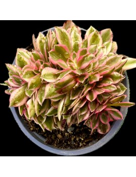 Aeonium 'Pink Witch Crested'