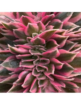 Aeonium 'Pink Witch Crested'