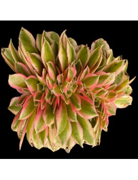 Aeonium 'Pink Witch Crested'