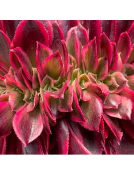 Aeonium 'Medusa Crested'