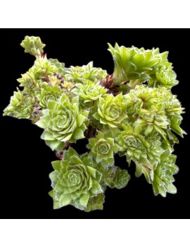 Aeonium tabuliforme forma cristata