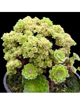 Aeonium tabuliforme forma cristata