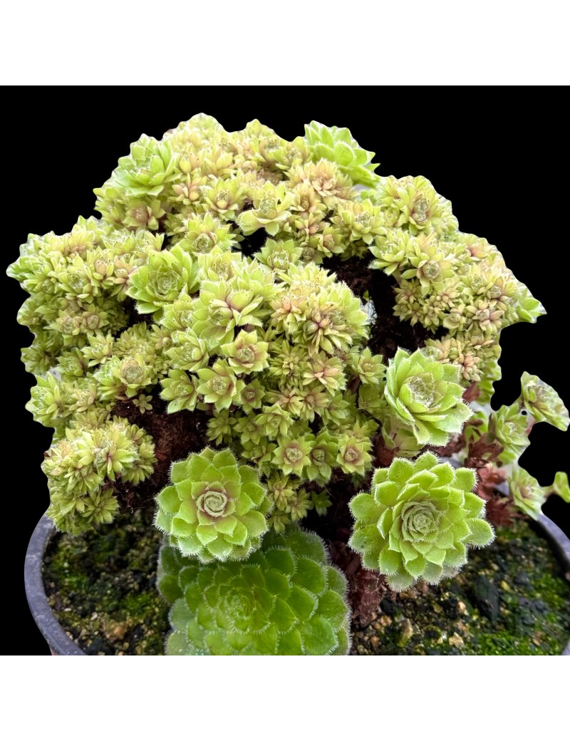 Aeonium tabuliforme forma cristata