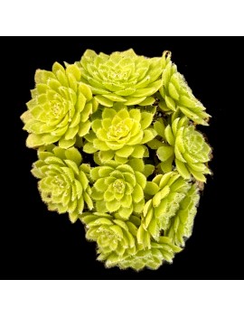 Aeonium tabuliforme forma cristata