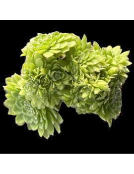 Aeonium tabuliforme forma cristata