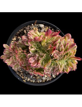 Aeonium 'Sunrise Crested'