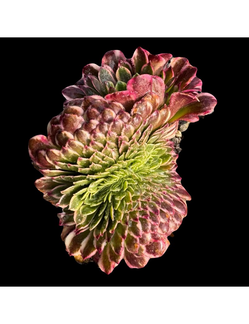 Aeonium 'Sunrise Crested'