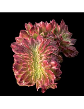 Aeonium 'Sunrise Crested'