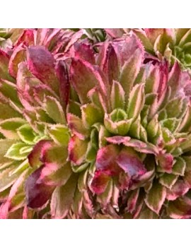 Aeonium 'Sunrise Crested'