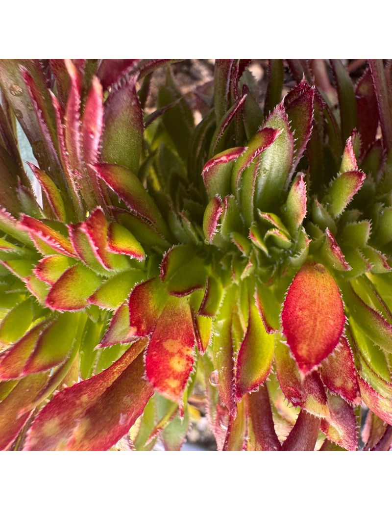 Aeonium 'Red Crested'