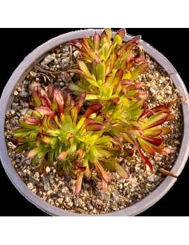 Aeonium 'Red Crested'