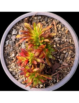 Aeonium 'Red Crested'