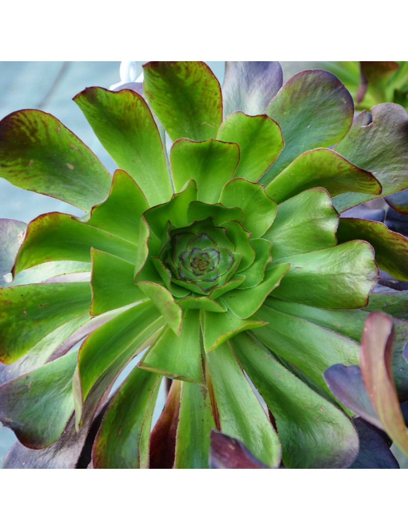 Aeonium Cyclops