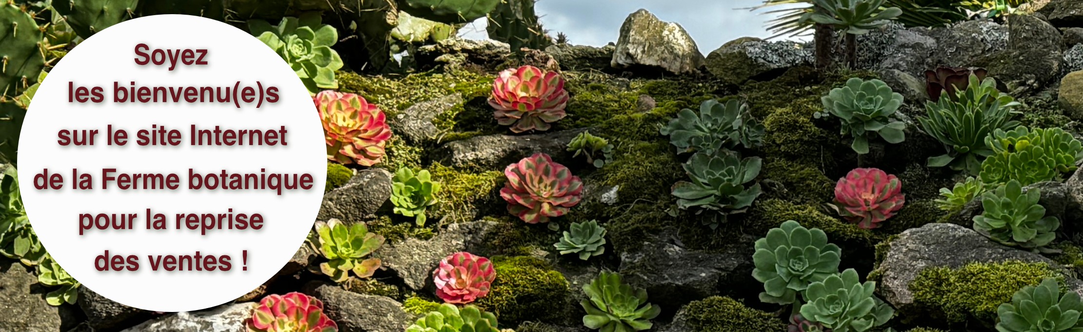 La ferme botanique de Kerveat, collection nationale pour ses cultivars d'aeonium